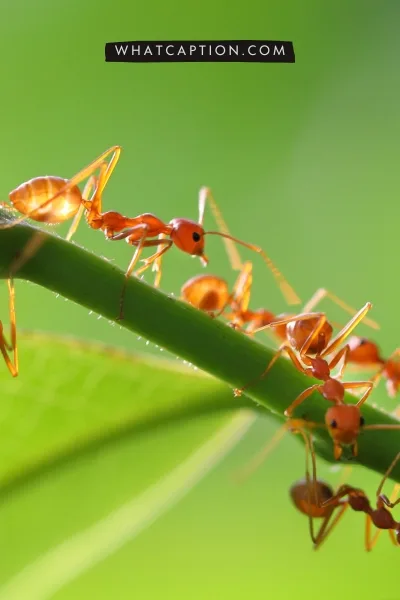 Ant keeping Caption