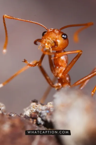 Ant keeping Caption