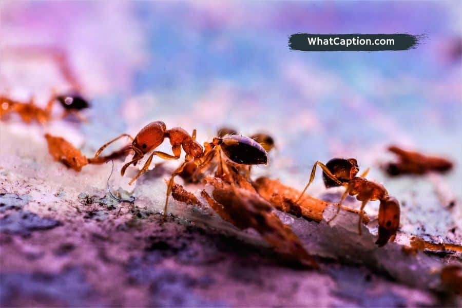 Ant-keeping Caption