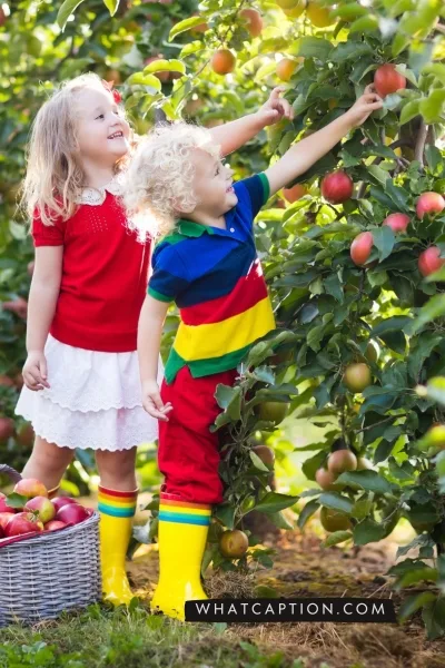 Apple Picking Captions