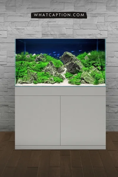 Aquascaping Captions