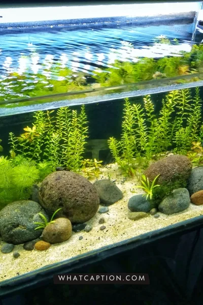 Aquascaping Captions