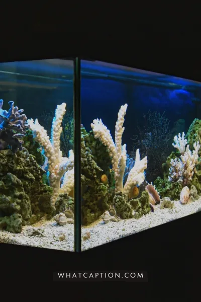 Aquascaping Captions
