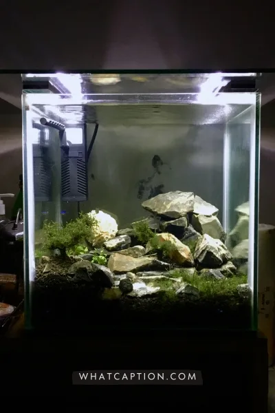 Aquascaping Captions