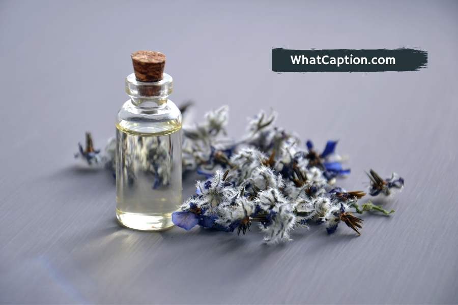 Perfume Captions for Instagram