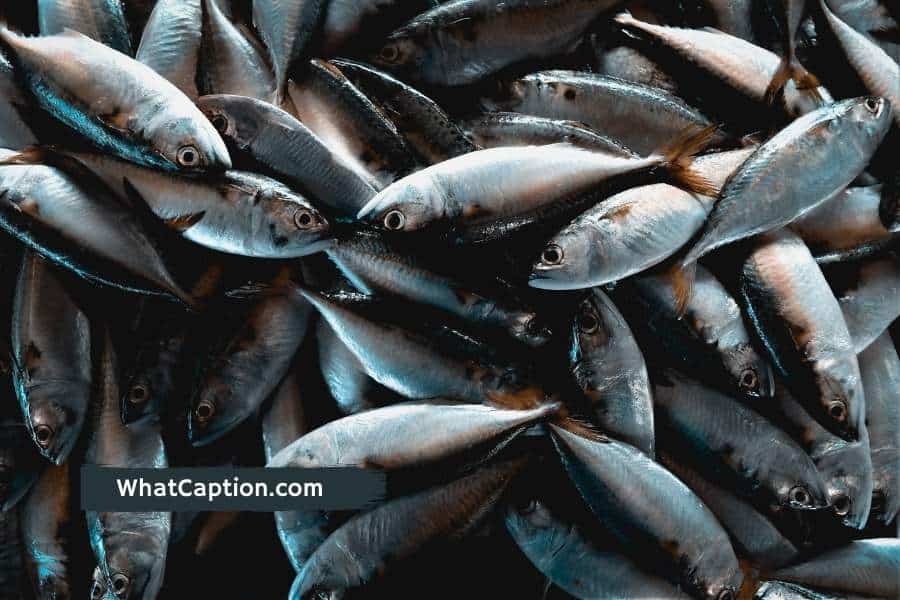 Good luck fishing quotes and captions for Instagram