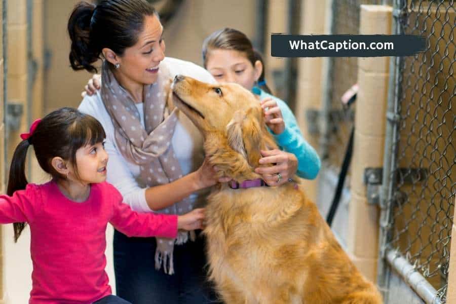 Animal Adoption Captions for Instagram