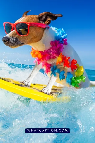 Dog Sport Quotes 
