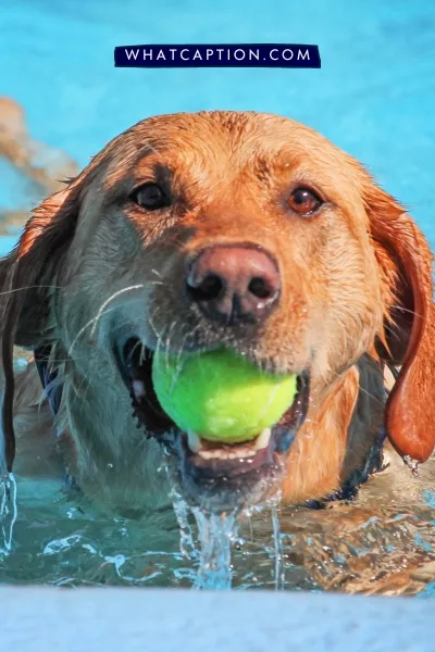 Dog Sport Quotes