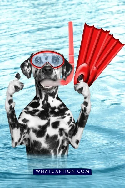 Dog Sport Quotes 