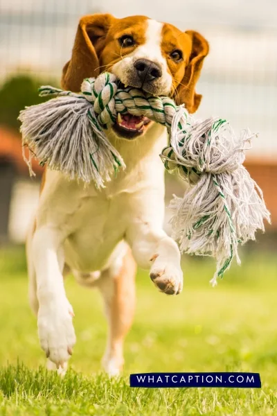 Dog Sport Quotes 