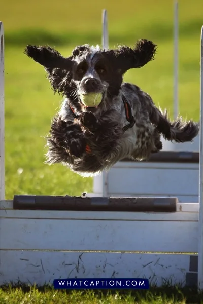 Dog Sport Quotes