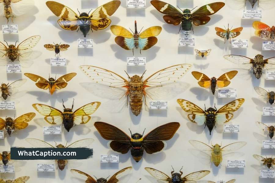Insect Collecting Captions for Instagram