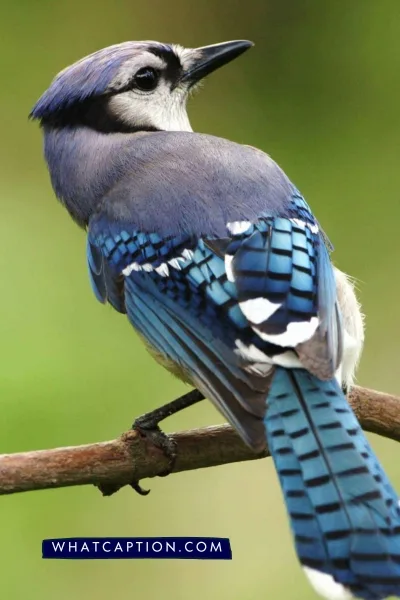 Bird Captions for Instagram Bird Captions for Instagram