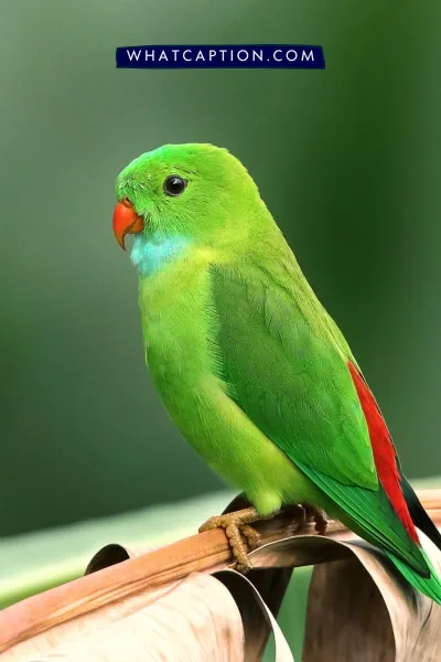 Bird Captions for Instagram Bird Captions for Instagram