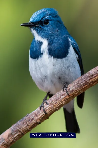 Bird Captions for Instagram Bird Captions for Instagram