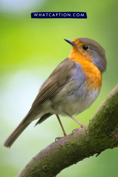 Bird Captions for Instagram Bird Captions for Instagram