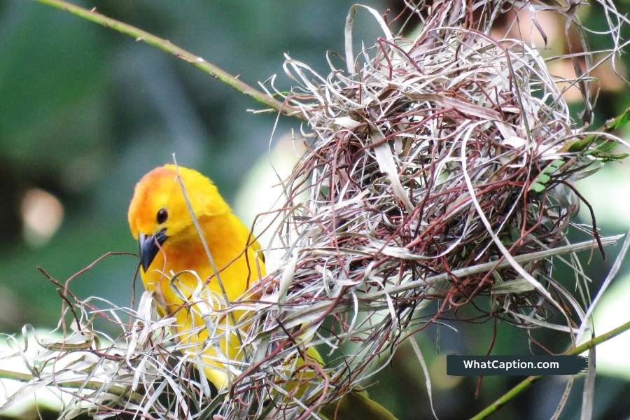 Bird Nest Quotes and Captions for Instagram What Caption?
