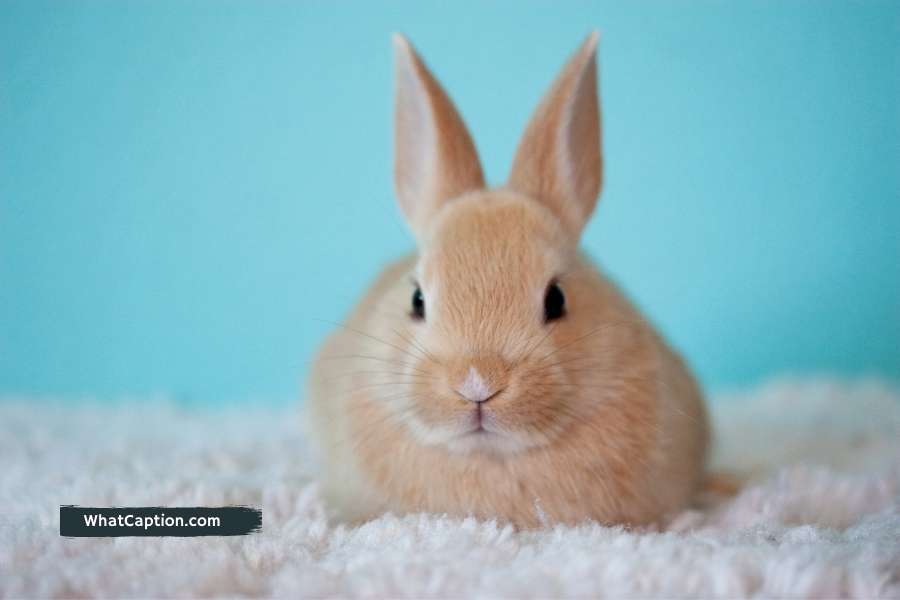 Bunny Captions for Instagram