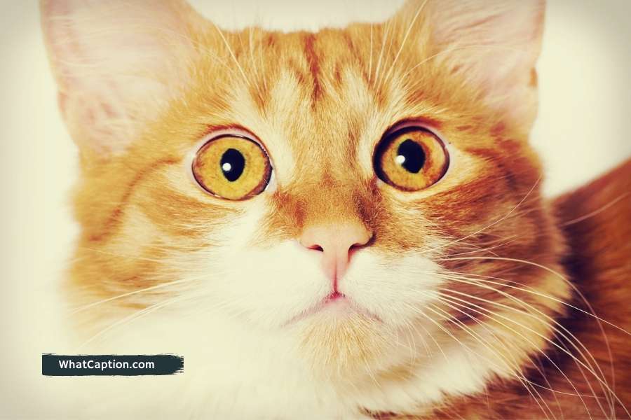 Cat Captions for Instagram
