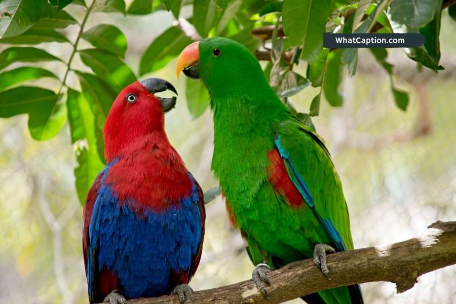 Parrot Captions for Instagram