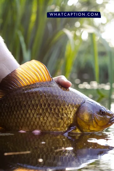 Carp Fishing Hashtags Carp Fishing Hashtags