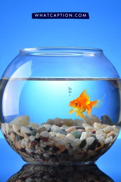 Fish Tank Hashtags