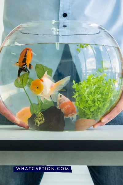 Fish Tank Hashtags