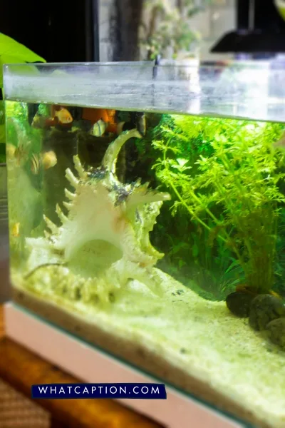 Fish Tank Hashtags