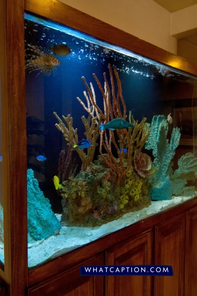 Fish Tank Hashtags