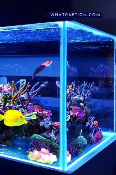 Fish Tank Hashtags