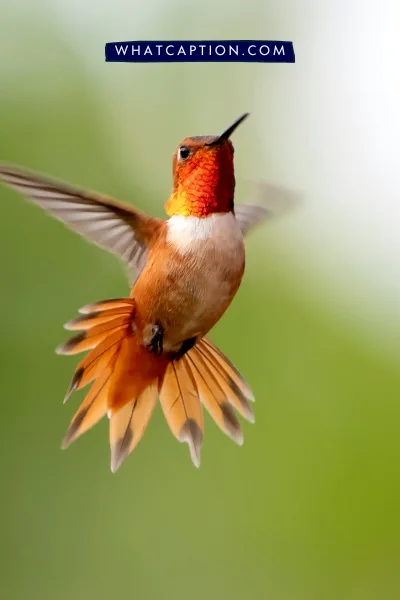 Hashtags for Bird Photography