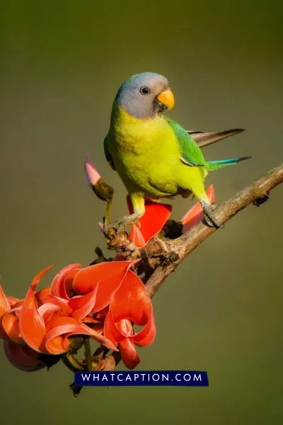 Hashtags for Bird Photography