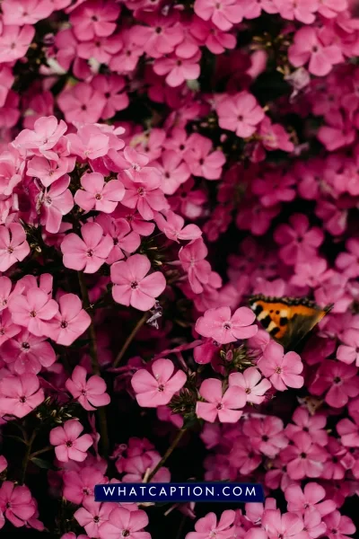 Hashtags for Flower Photography Hashtags for Flower Photography
