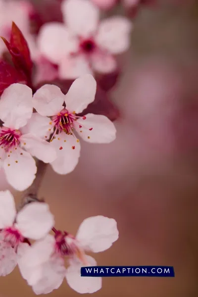 Hashtags for Flower Photography Hashtags for Flower Photography