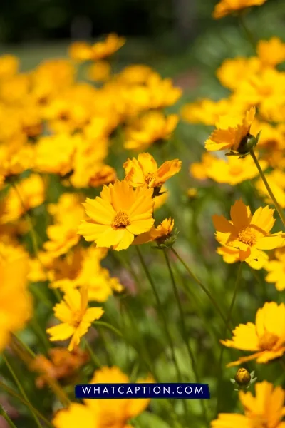 Hashtags for Flower Photography Hashtags for Flower Photography