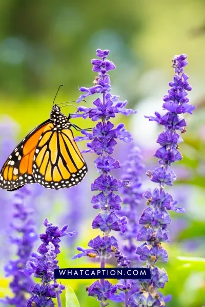 Hashtags for Flower Photography Hashtags for Flower Photography