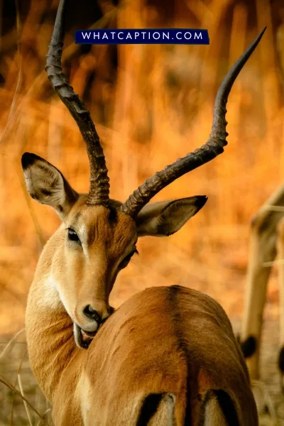 Hashtags for Wildlife Photography Hashtags for Wildlife Photography