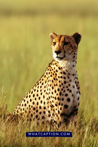 Hashtags for Wildlife Photography Hashtags for Wildlife Photography