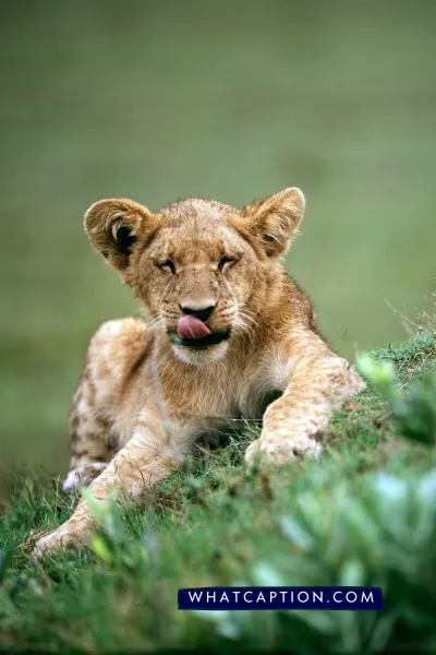 Hashtags for Wildlife Photography Hashtags for Wildlife Photography