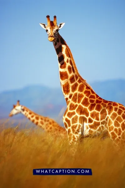 Hashtags for Wildlife Photography Hashtags for Wildlife Photography