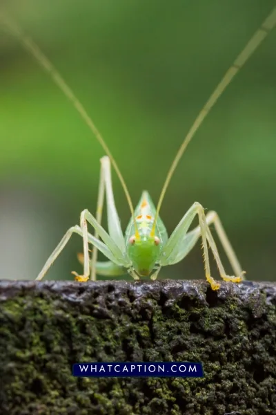 Hashtags for Wildlife Photography Hashtags for Wildlife Photography